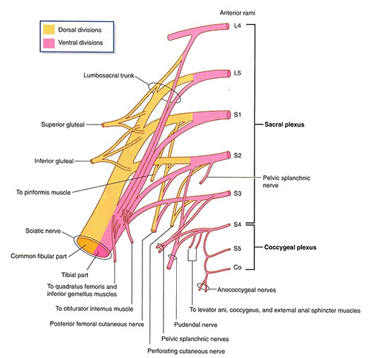 Sacrococcygeal