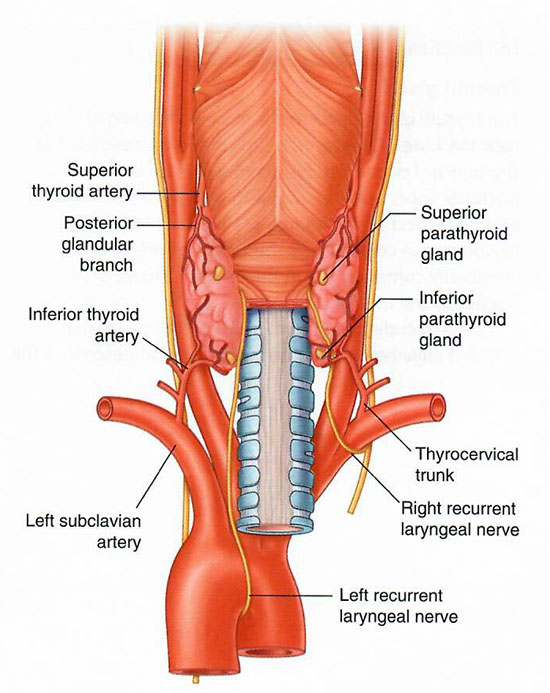 Posterior thyroid