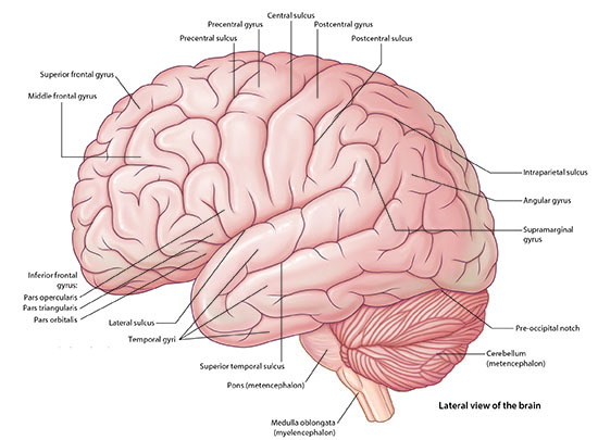 Image of Gyri-1