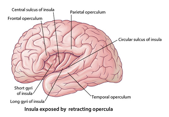 Image of Gyri-3