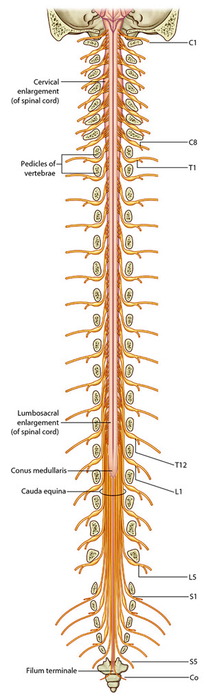 Spinal Cord