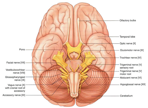 brain cranial nerves