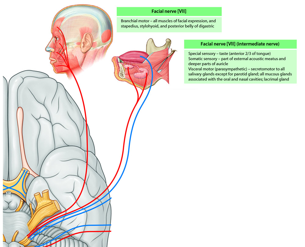 facial nerve