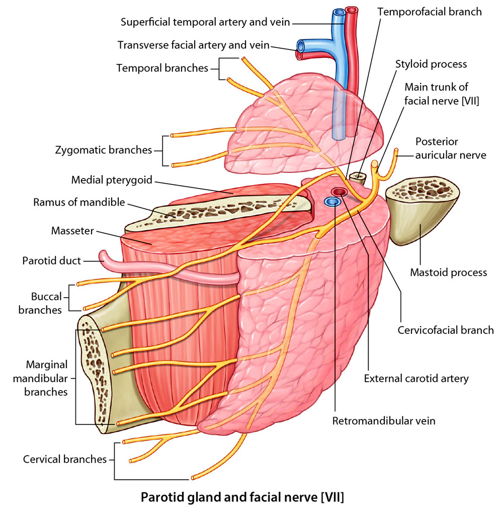 parotid relationships