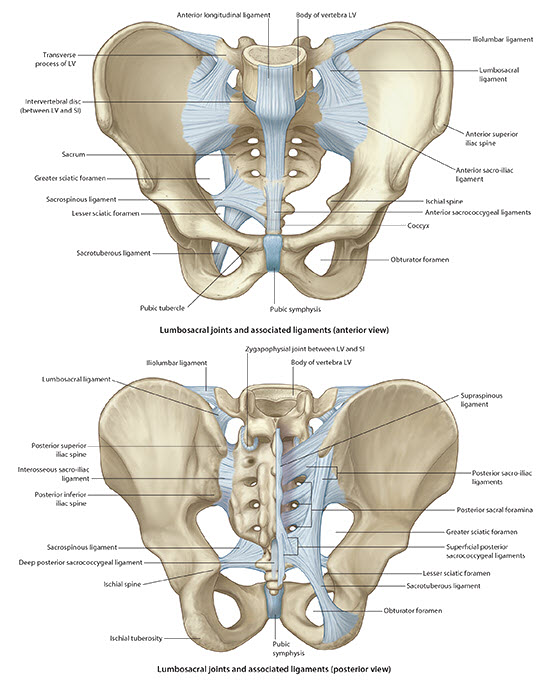 I.B.1 Gluteal Region & Thigh: Pelvic, Thigh & Knee Bones