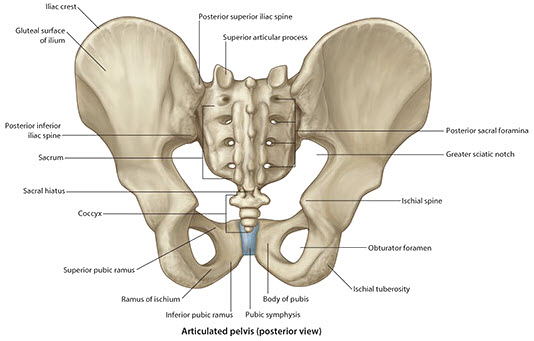 Posterior Pelvic Girdle