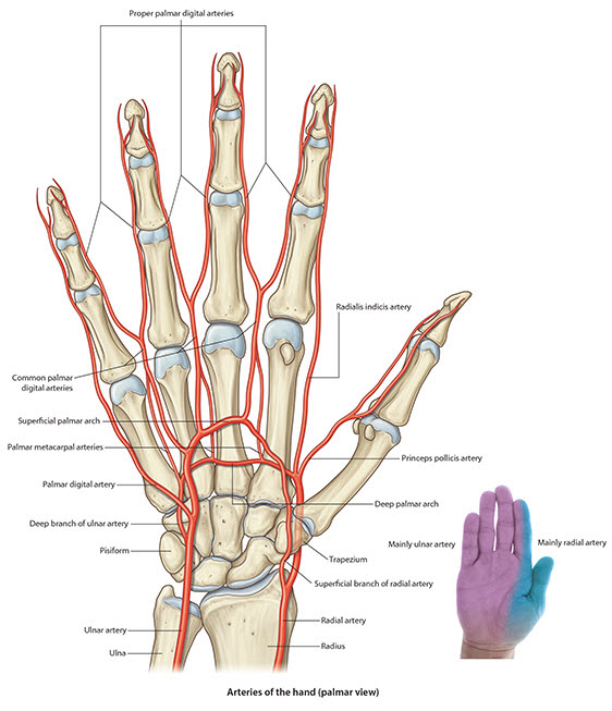 Arteries of the hand (palmar view)