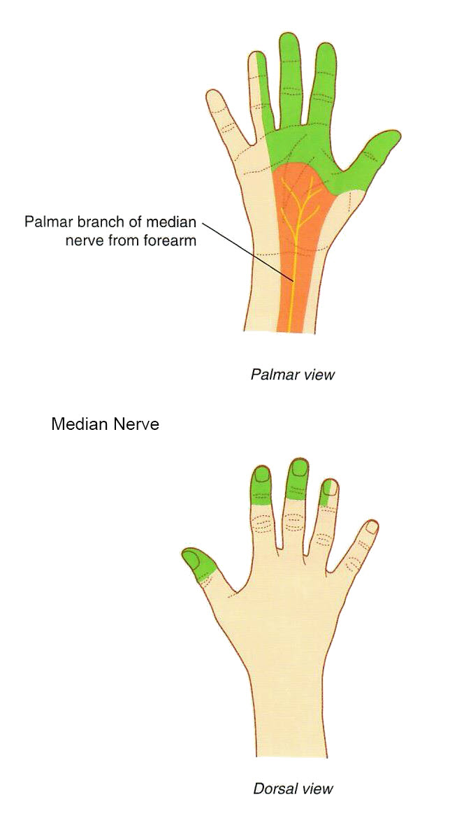 Median nerve