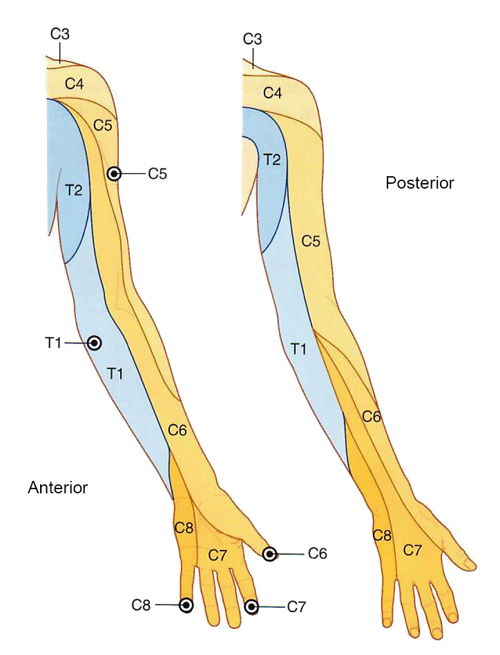 nerve distribution