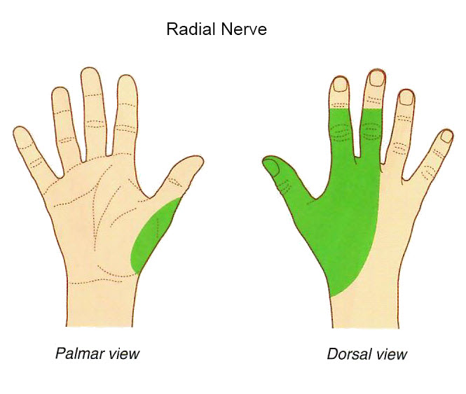 Radial nerve