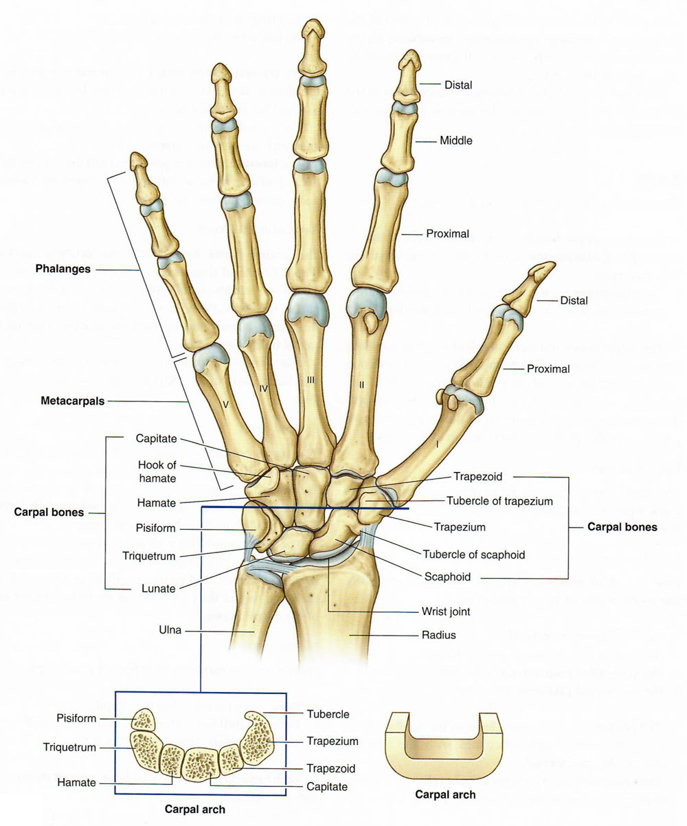 Wrist and hand